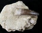 Fossil Plesiosaur Tooth In Matrix #23772-1